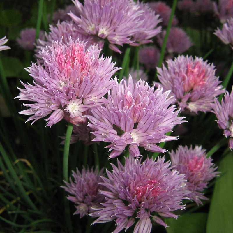 Image of Allium schoenoprasum specimen.