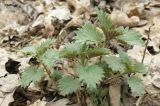 Urtica dioica. Молодое растение в подлеске. Ростовская обл., Александровский лес. 07.04.2013.