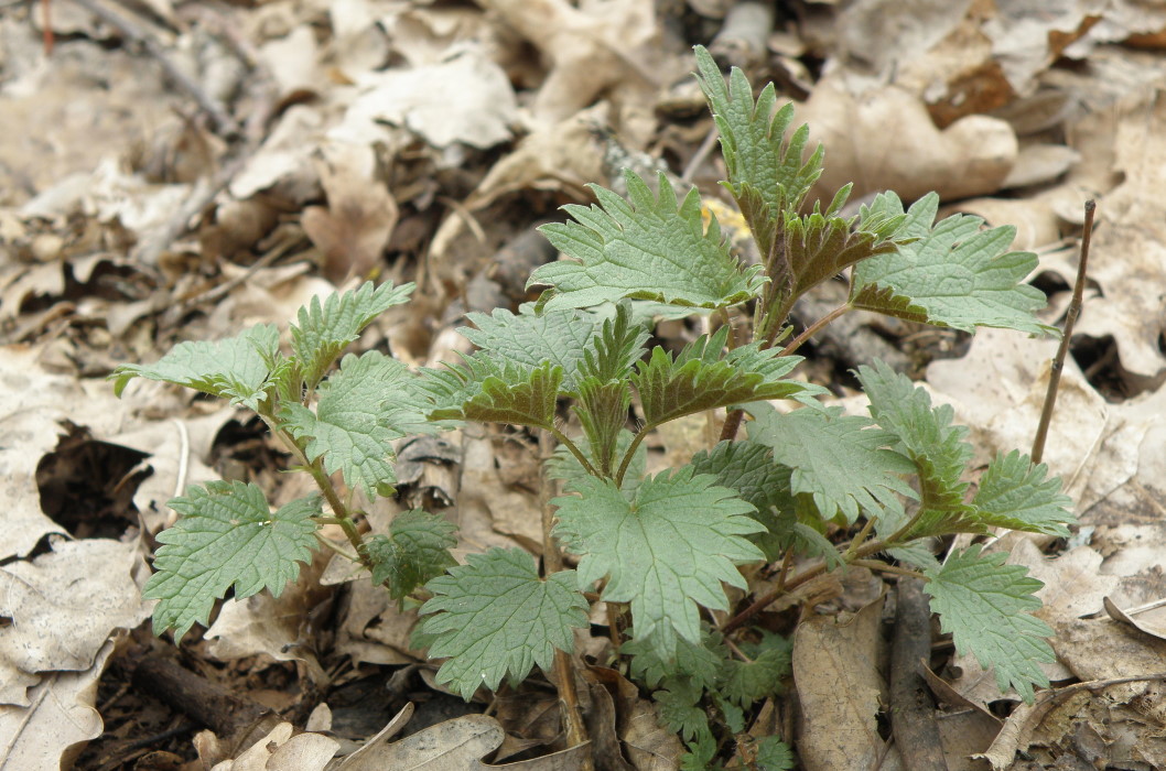 Изображение особи Urtica dioica.