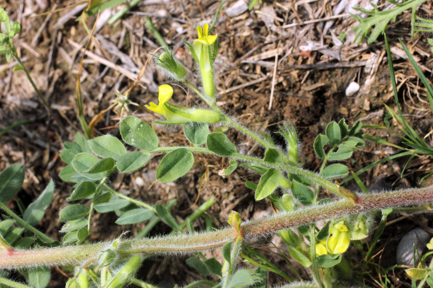 Изображение особи Astragalus amygdalinus.