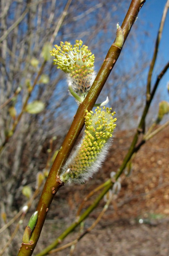 Изображение особи Salix phylicifolia.