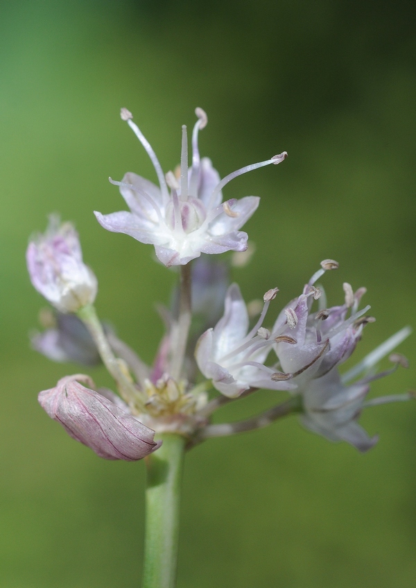 Image of Allium oreoprasoides specimen.