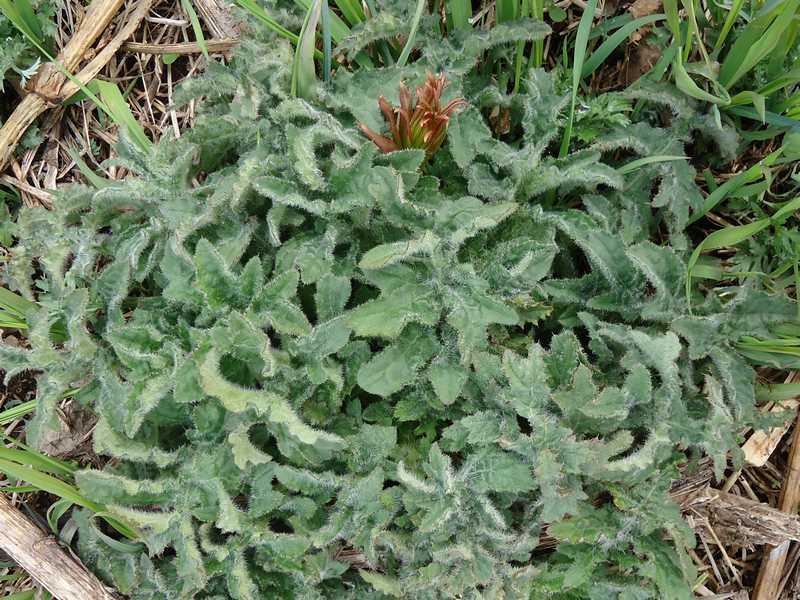 Image of Cirsium kamtschaticum specimen.