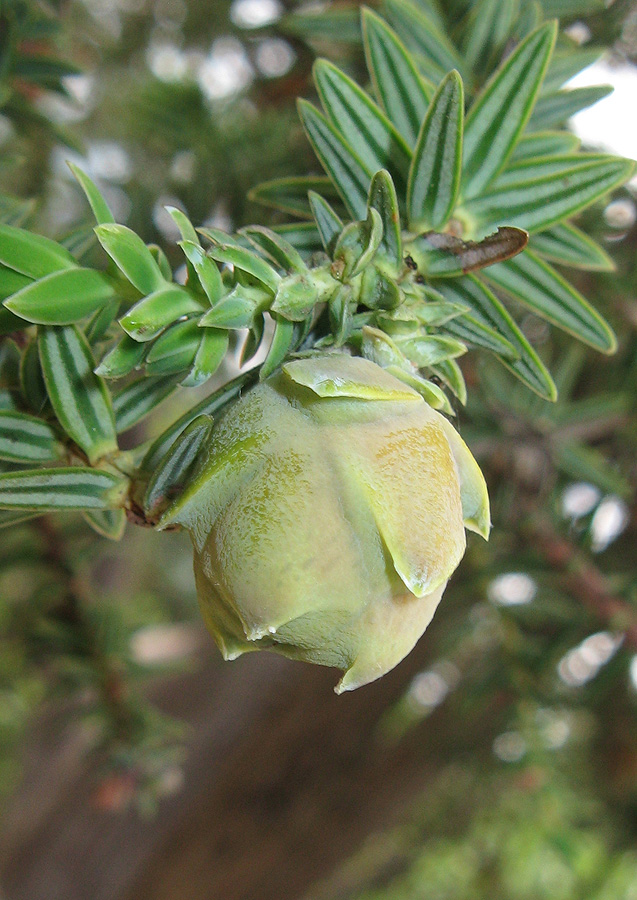 Image of Juniperus drupacea specimen.