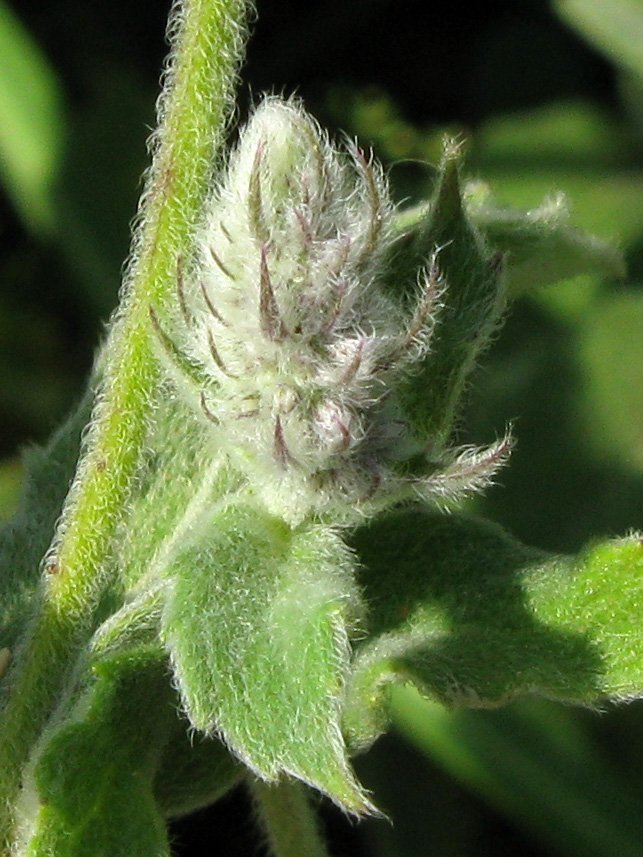 Image of Mentha longifolia specimen.