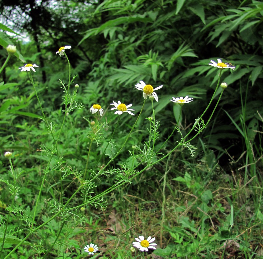 Image of Anthemis cotula specimen.