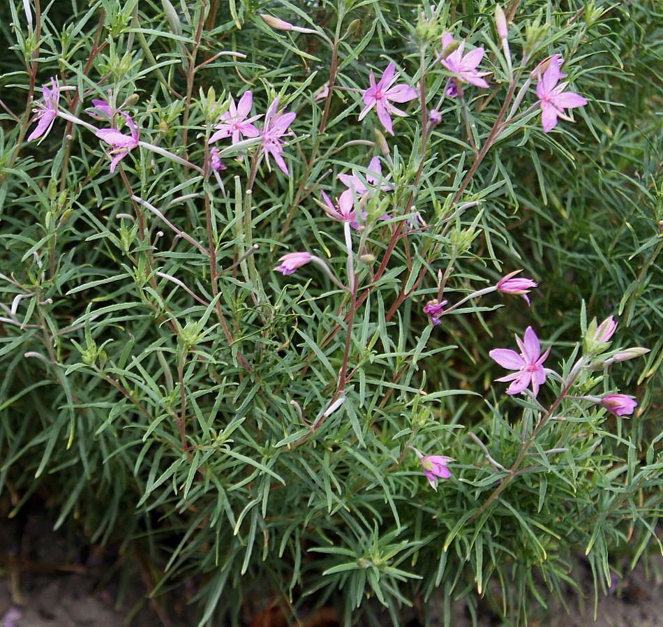 Image of Chamaenerion fleischeri specimen.