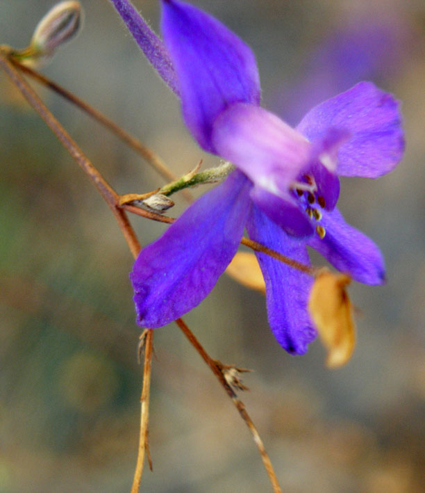 Image of Delphinium consolida specimen.