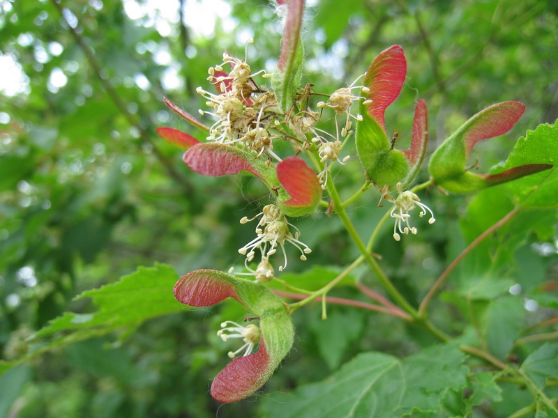 Изображение особи Acer tataricum.