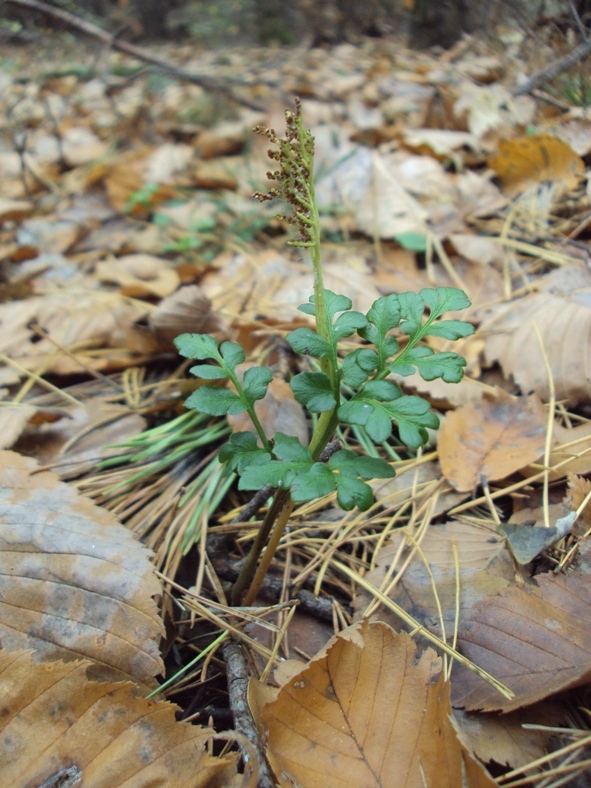 Изображение особи Botrychium multifidum.