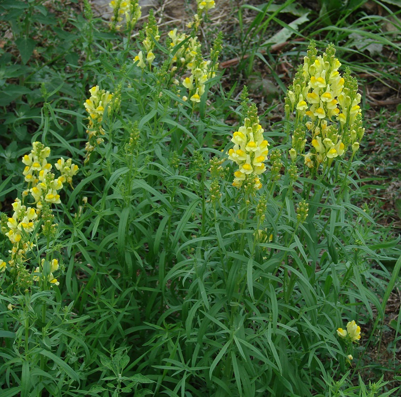 Изображение особи Linaria vulgaris.