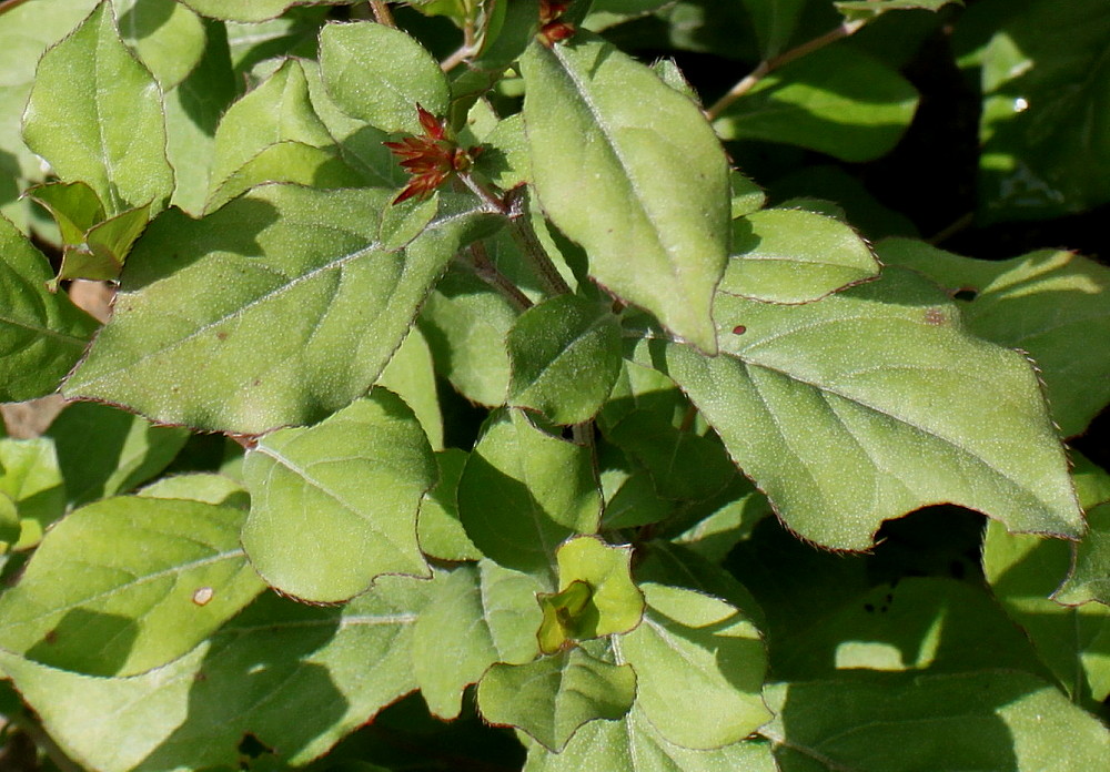 Image of Ceratostigma plumbaginoides specimen.