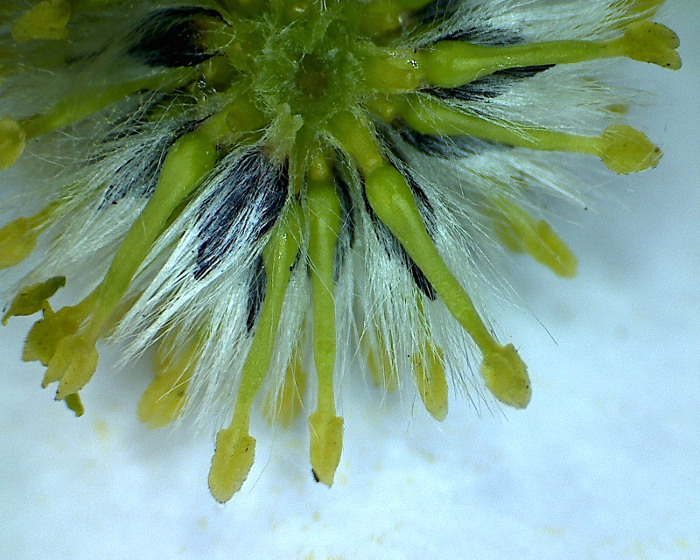 Image of Salix acutifolia specimen.