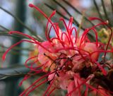 Grevillea longistyla. Соцветие. Израиль, г. Кирьят-Оно, в городском озеленении. 10.03.2014.