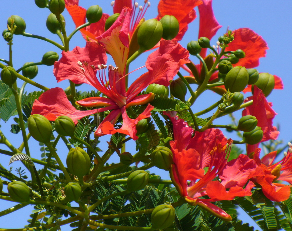 Изображение особи Delonix regia.