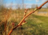 Rubus idaeus. Часть ветви с молодыми побегами. Московская обл., г. Электрогорск, заброшенные садовые участки на берегу Стахановского озера. 18.04.2014.