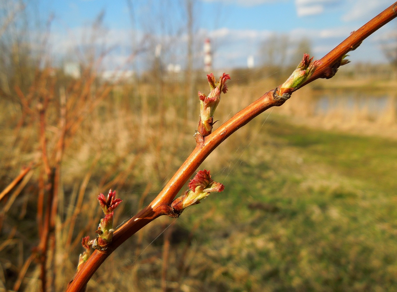 Изображение особи Rubus idaeus.