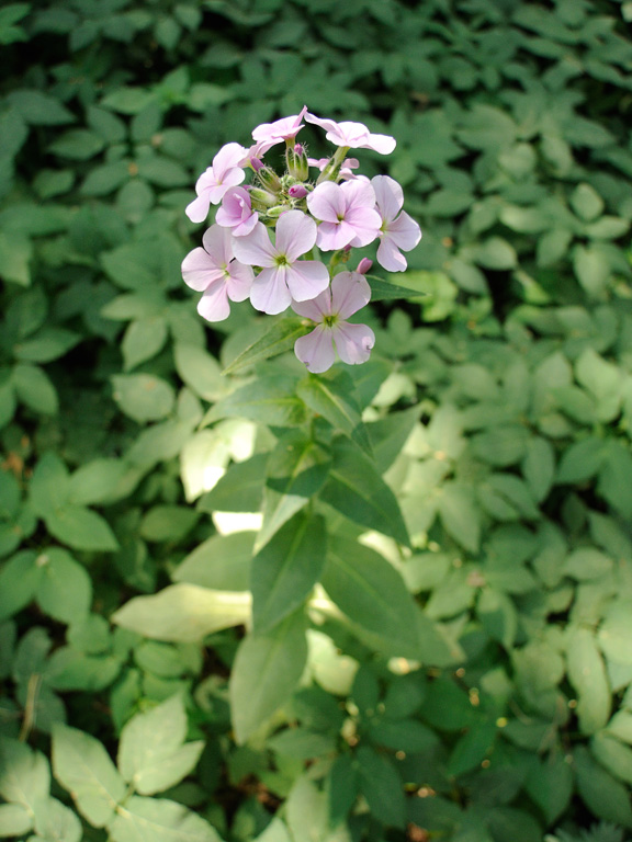 Image of Hesperis matronalis specimen.