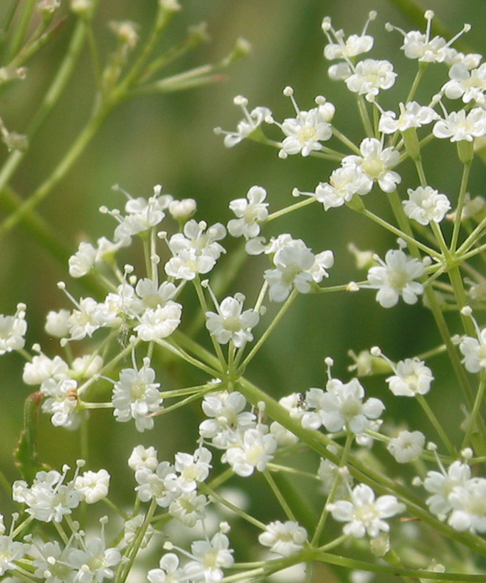 Изображение особи Falcaria vulgaris.