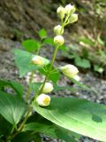 Philadelphus caucasicus. Соцветие с раскрывающимися бутонами. Краснодарский край, окр. г. Новороссийск, Маркотхский хр., Маркотхский пер. 30.05.2010.