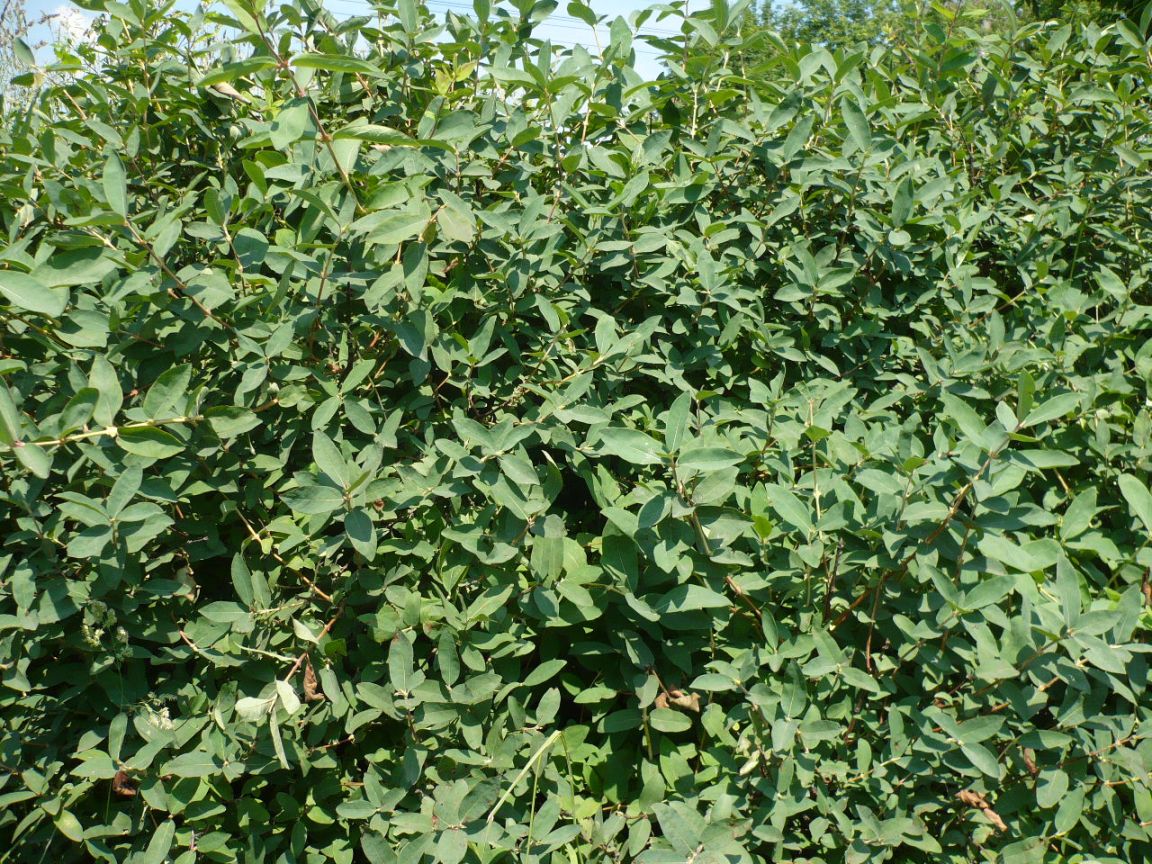 Image of Lonicera edulis specimen.