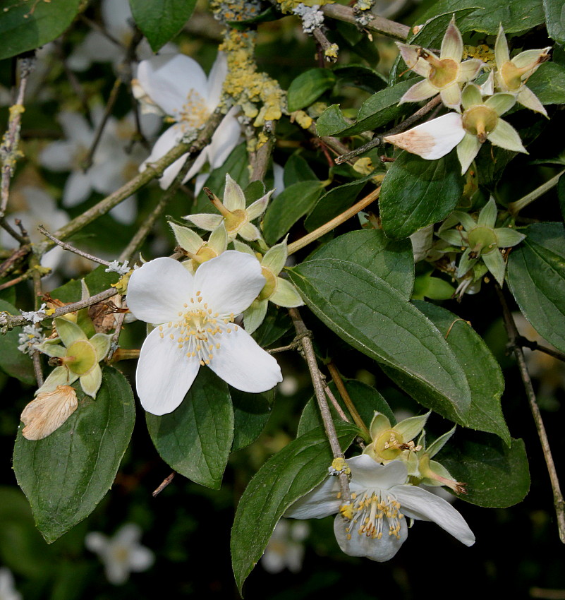 Изображение особи Philadelphus coronarius.