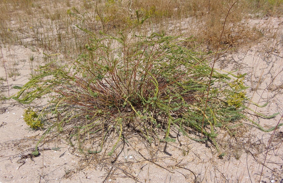 Image of Euphorbia seguieriana specimen.