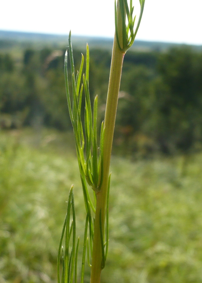 Image of Artemisia commutata specimen.