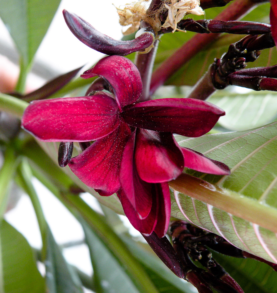 Image of Plumeria rubra specimen.