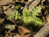 Cirsium kamtschaticum