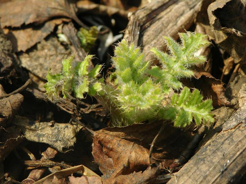 Изображение особи Cirsium kamtschaticum.