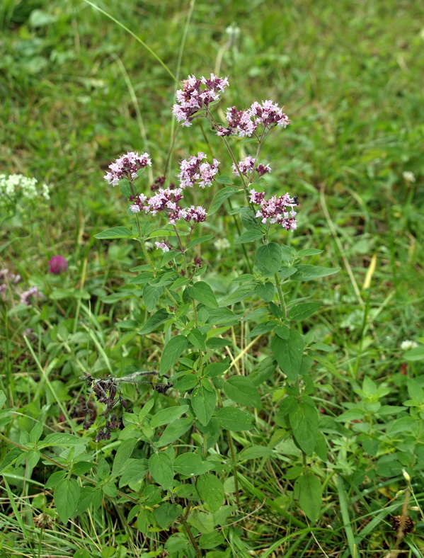 Image of Origanum vulgare specimen.