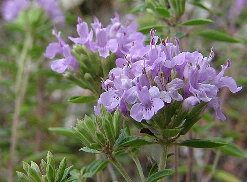 Image of Ziziphora serpyllacea specimen.