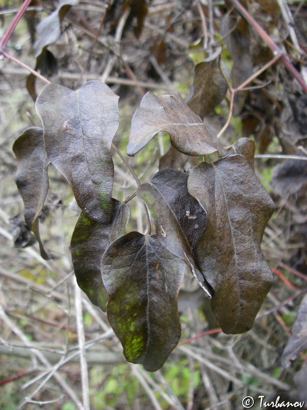 Image of Clematis vitalba specimen.