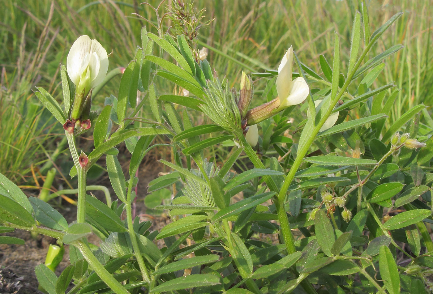 Изображение особи Vicia grandiflora.