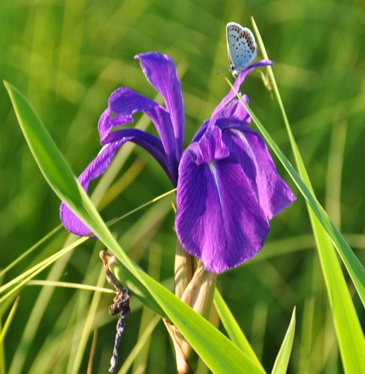 Image of Iris laevigata specimen.