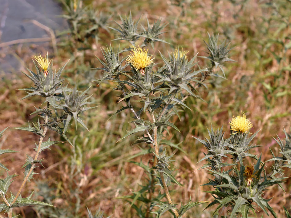 Image of Carthamus &times; turkestanicus specimen.