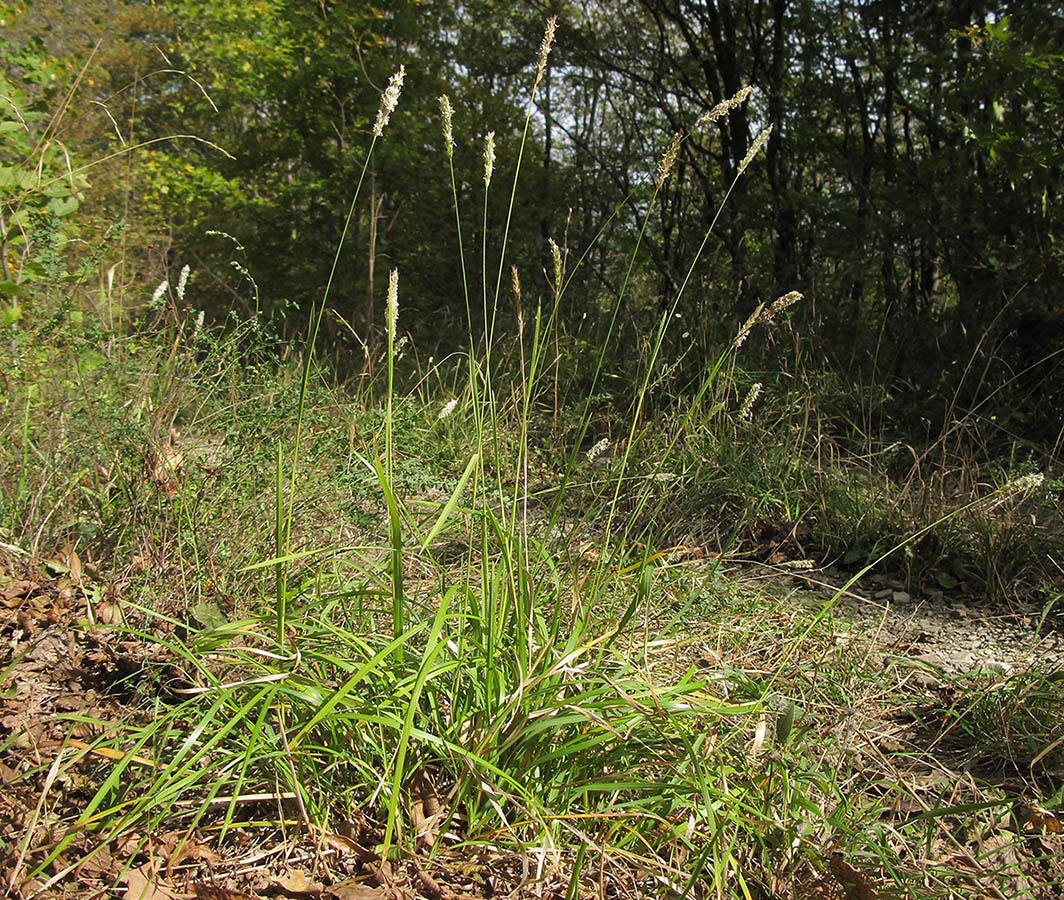 Изображение особи Sesleria alba.