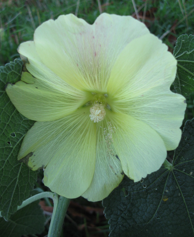 Image of Alcea rugosa specimen.