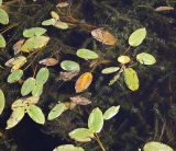 Potamogeton natans. Вегетирующие и плодоносящие растения в пруду с Elodea canadensis. Тверская обл., Нелидовский р-н, пос. Заповедный. 06.08.2009.