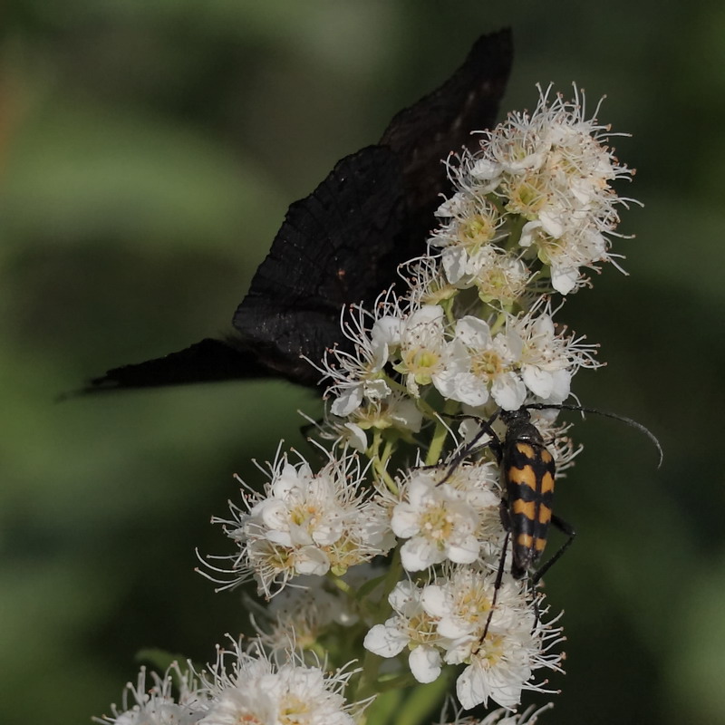 Image of Spiraea salicifolia specimen.