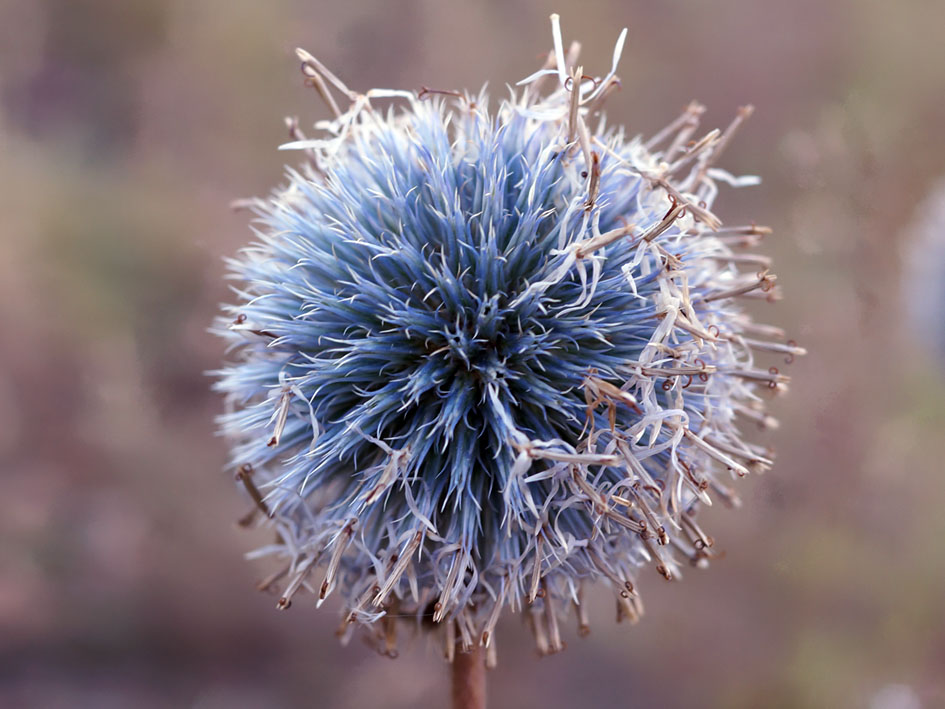 Изображение особи Echinops chantavicus.