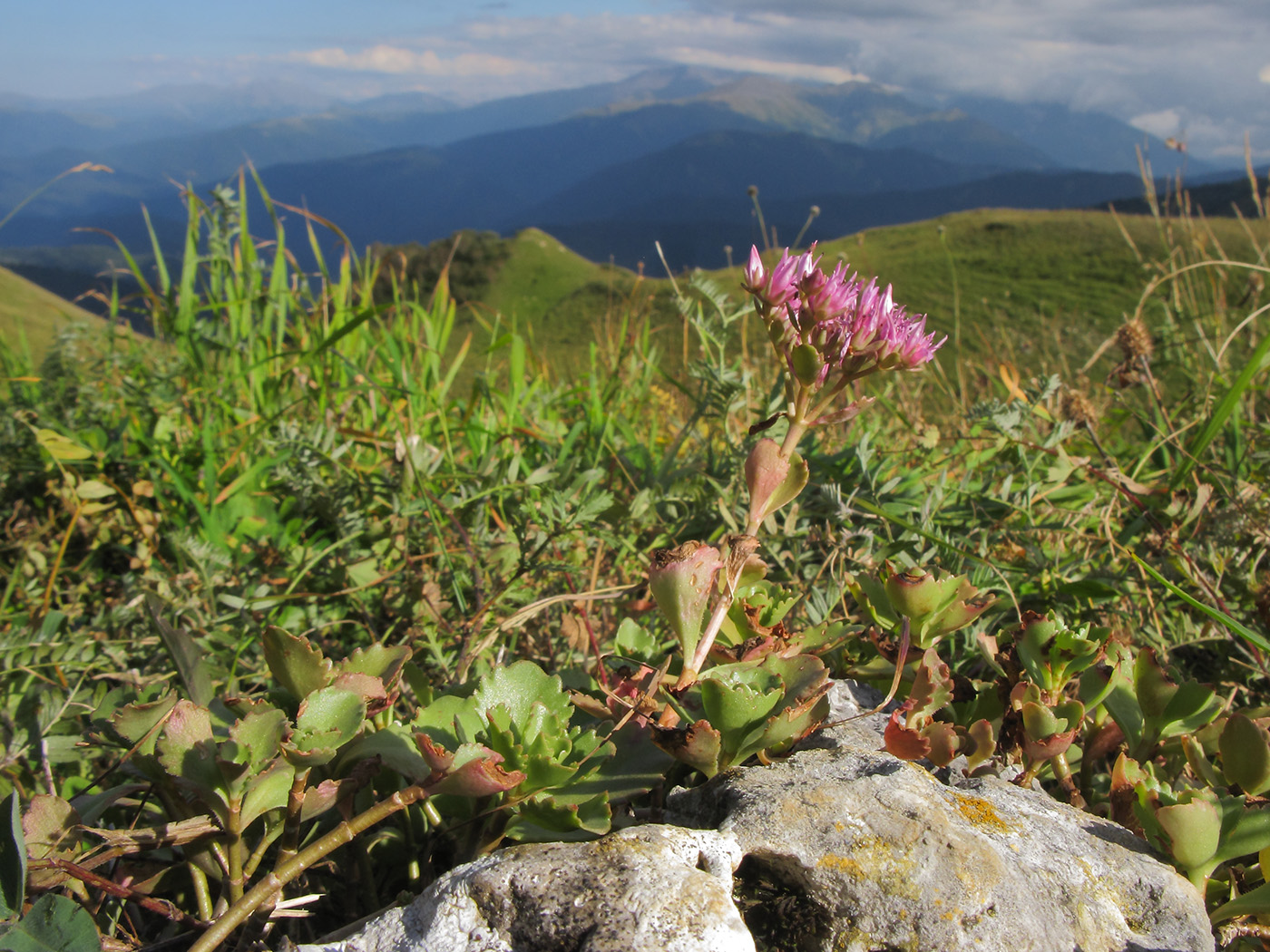 Image of Sedum spurium specimen.