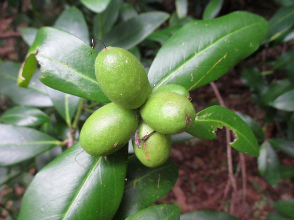 Image of Acokanthera oblongifolia specimen.