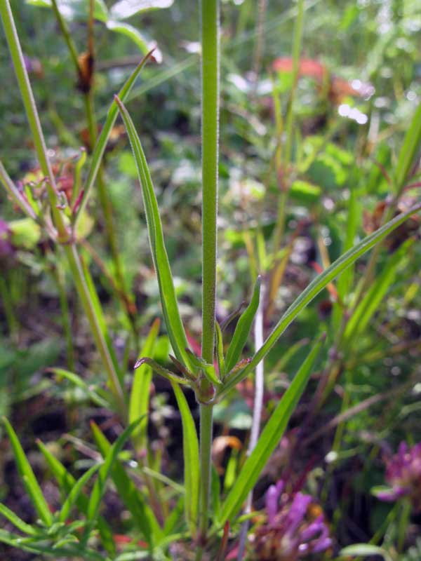 Image of Silene amoena specimen.