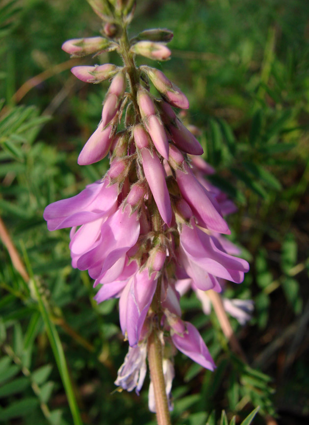 Image of Hedysarum inundatum specimen.