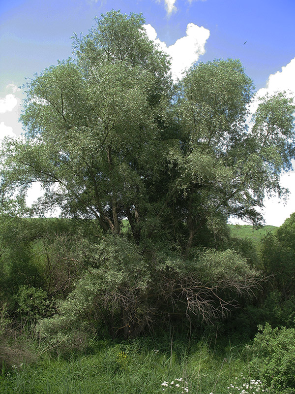 Image of Salix alba specimen.