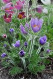 Pulsatilla vulgaris