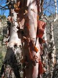 Betula turkestanica