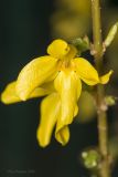 genus Forsythia